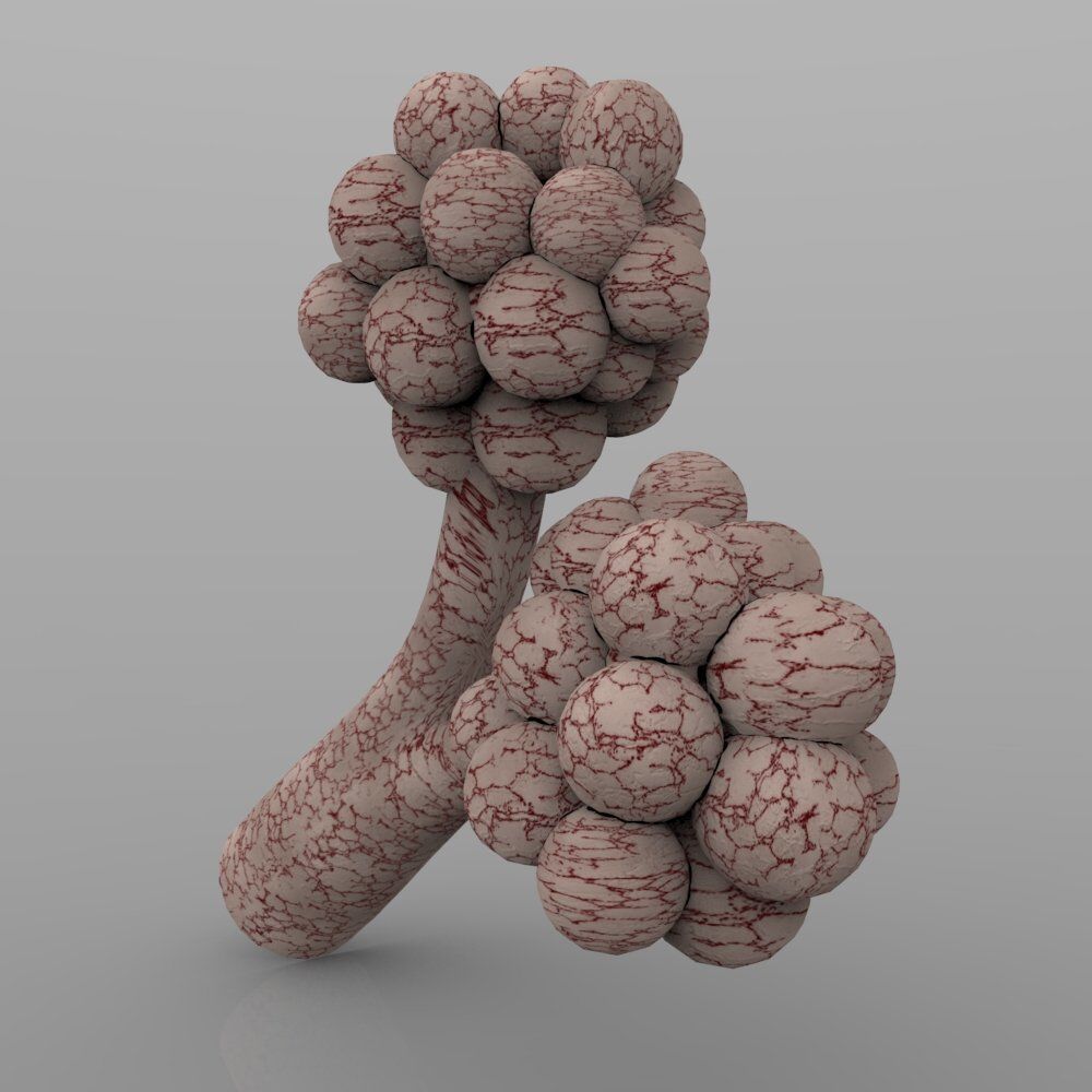 Alveoli fungus 3D model_1