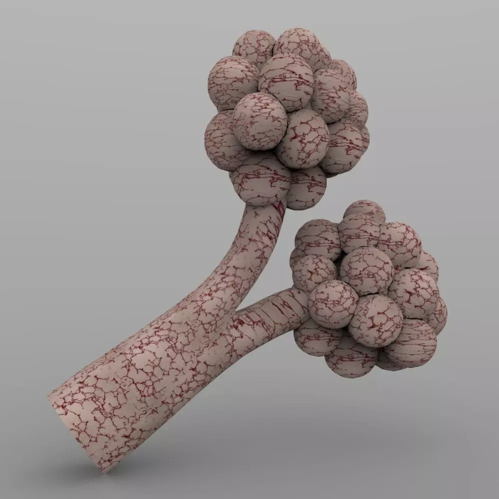 Alveoli fungus 3D model_0