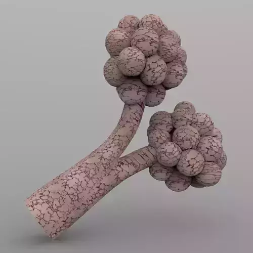 Alveoli fungus