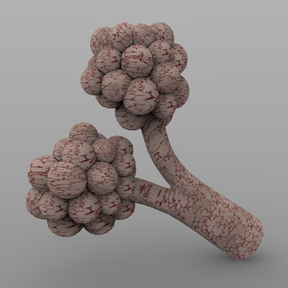 Alveoli fungus 3D model_3