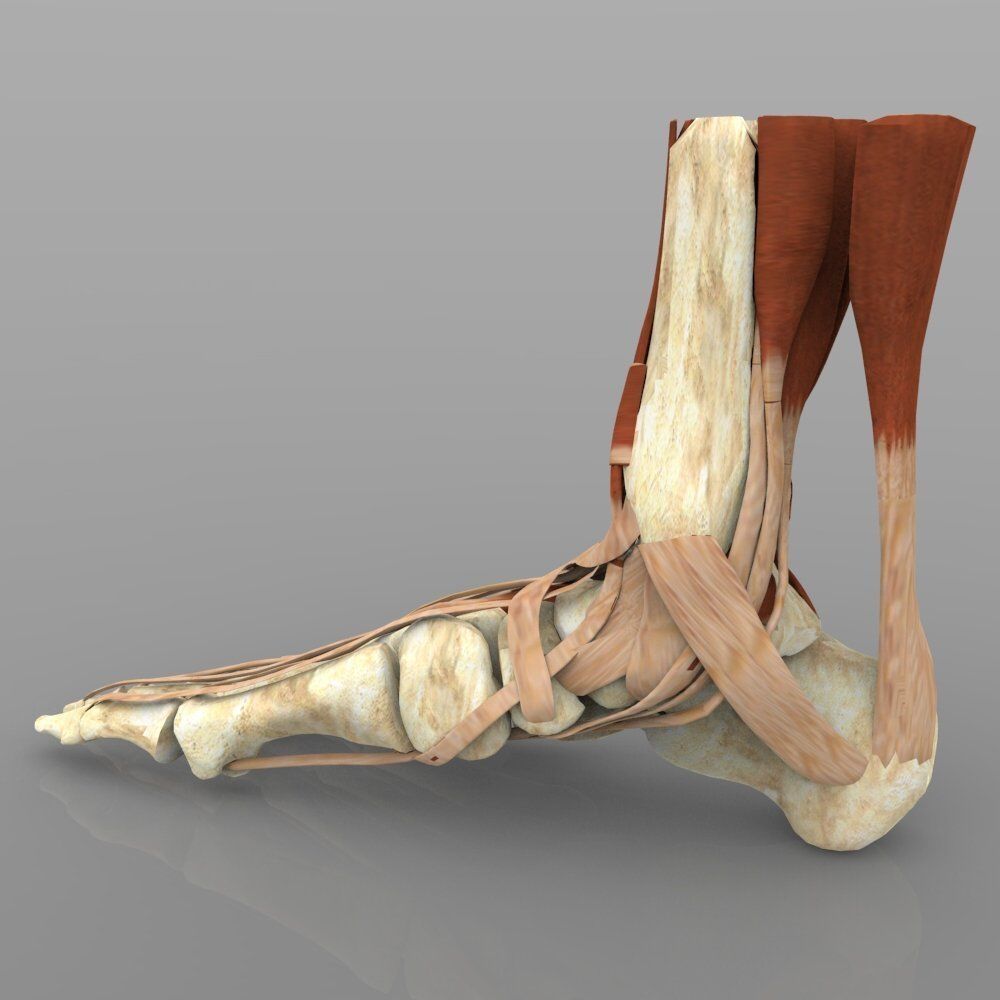 Ankle Joint 3D model_2
