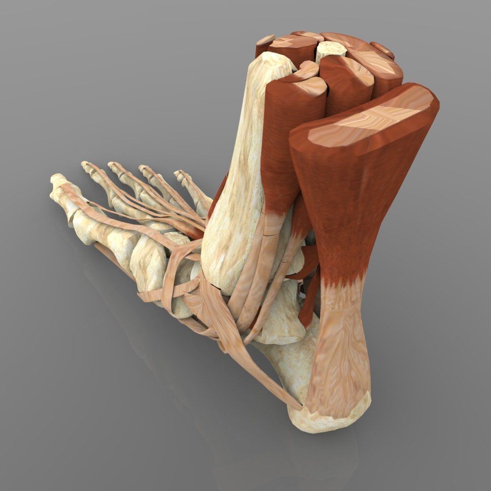 Ankle Joint 3D model_3