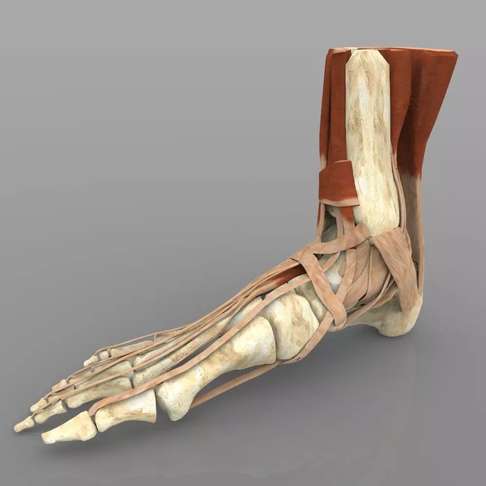 Ankle Joint 3D model_0