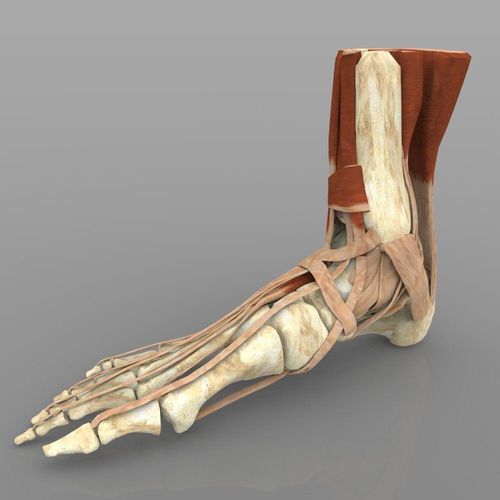 Ankle Joint 3D model
