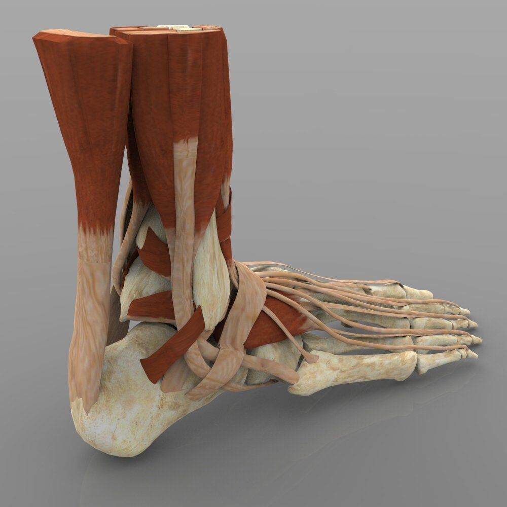 Ankle Joint 3D model_1