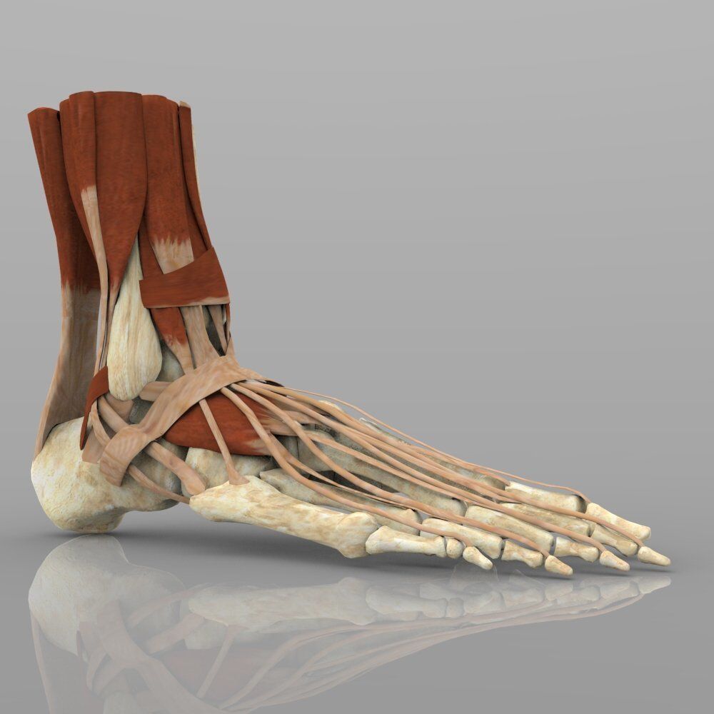Ankle Joint 3D model_4