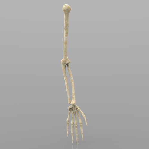 Arm Bone Left 3D model
