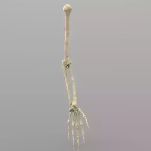Arm Bone Left 3D model