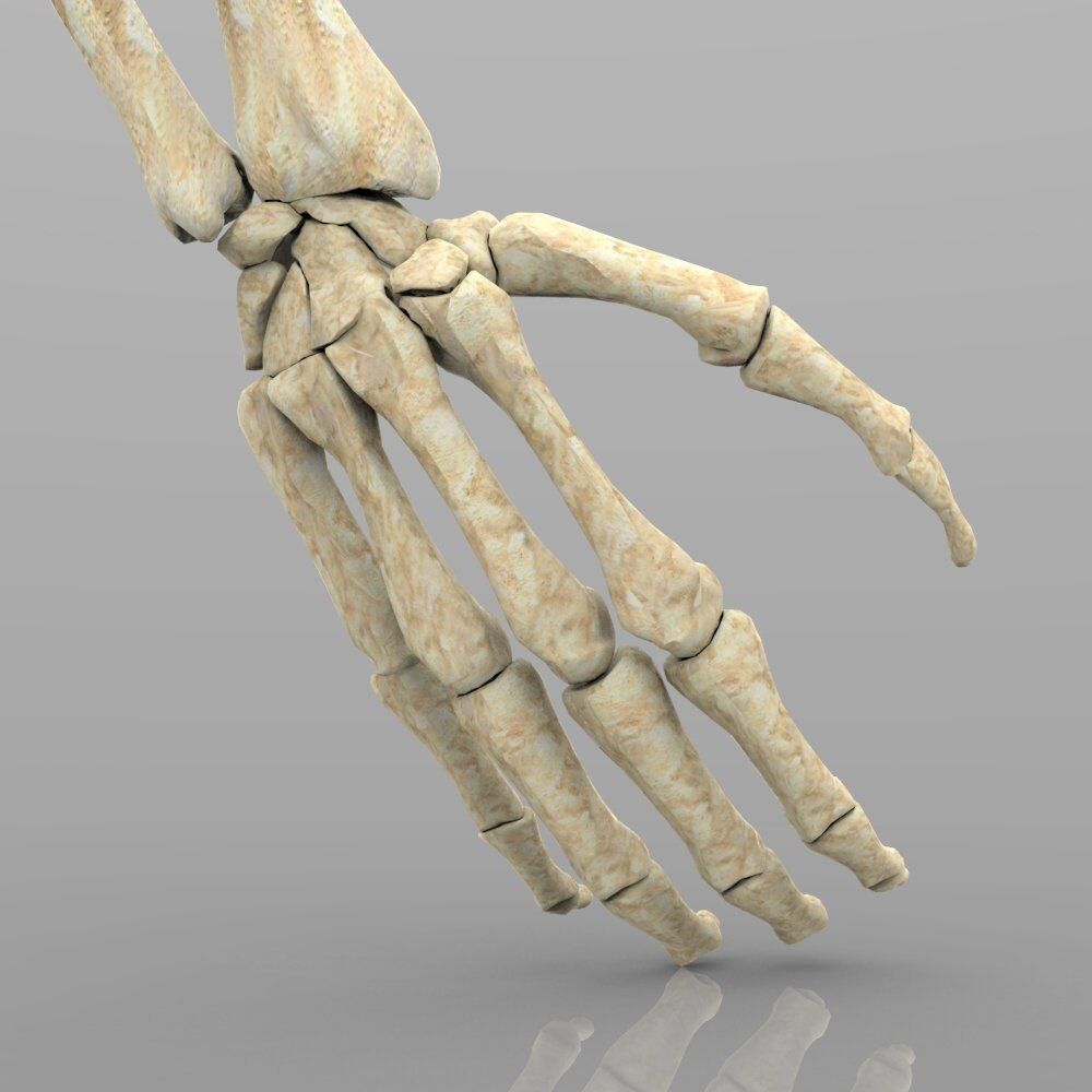 Arm Bone Right 3D model_2