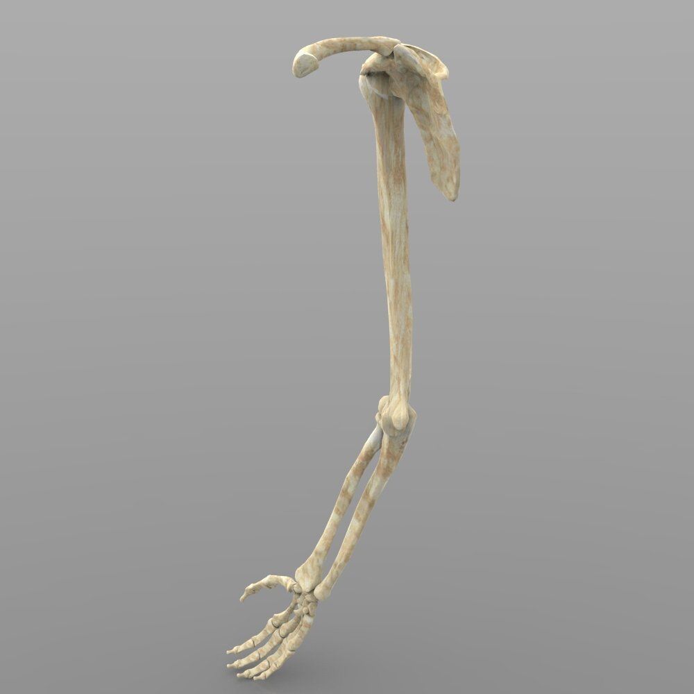 Arm Bone Right 3D model_1