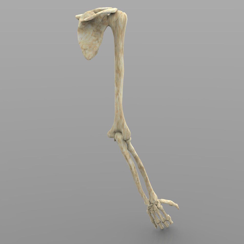 Arm Bone Right 3D model_3