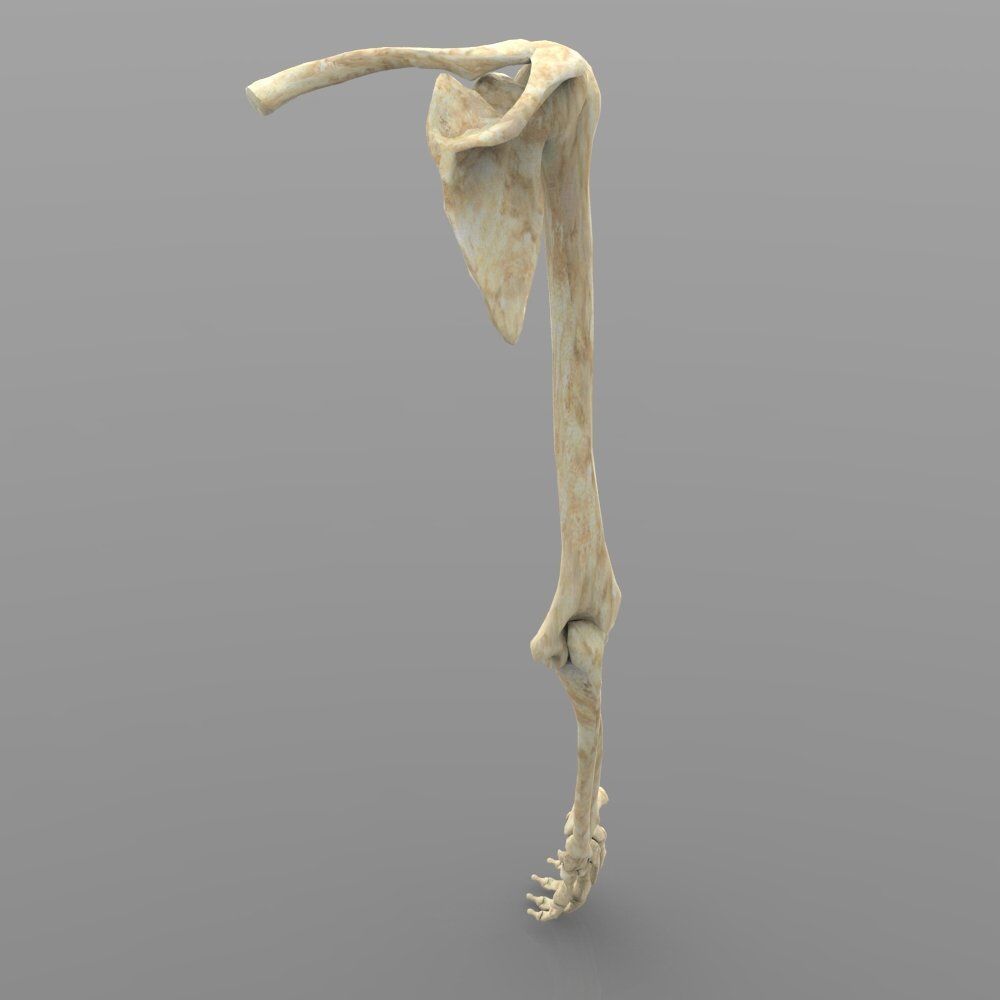 Arm Bone Right 3D model_4