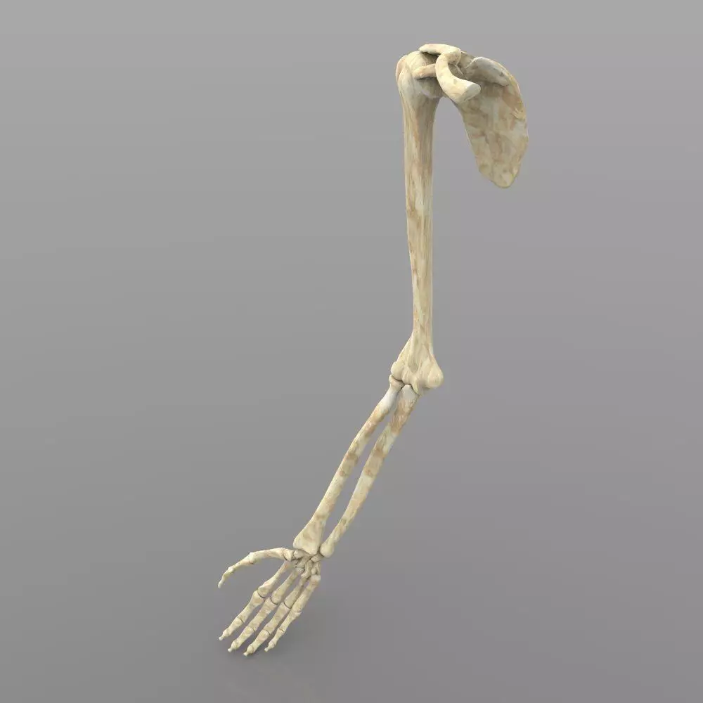 Arm Bone Right 3D model_0