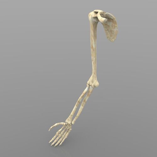 Arm Bone Right 3D model
