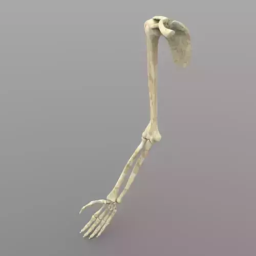 Arm Bone Right 3D model