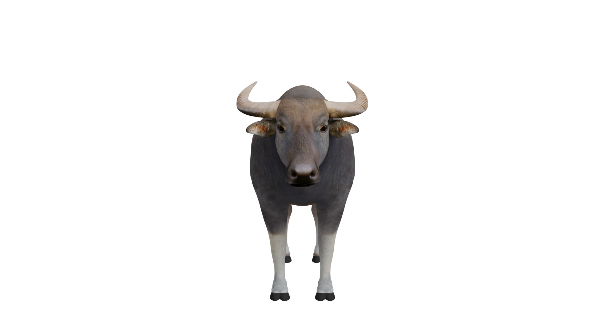 River Buffalo Low-poly 3D model_40