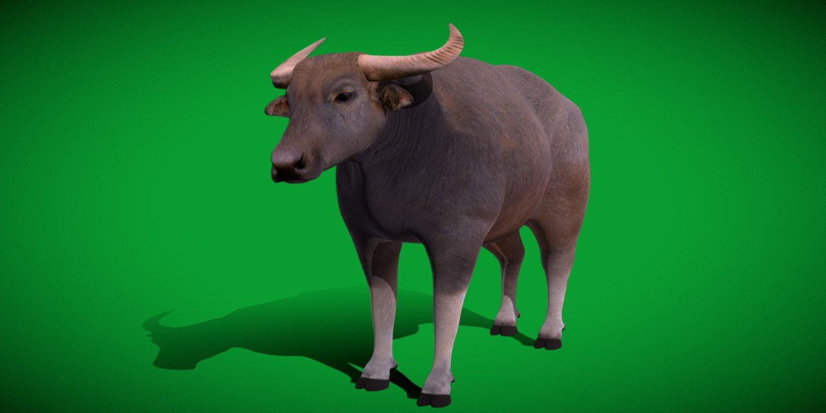 River Buffalo Low-poly 3D model_9