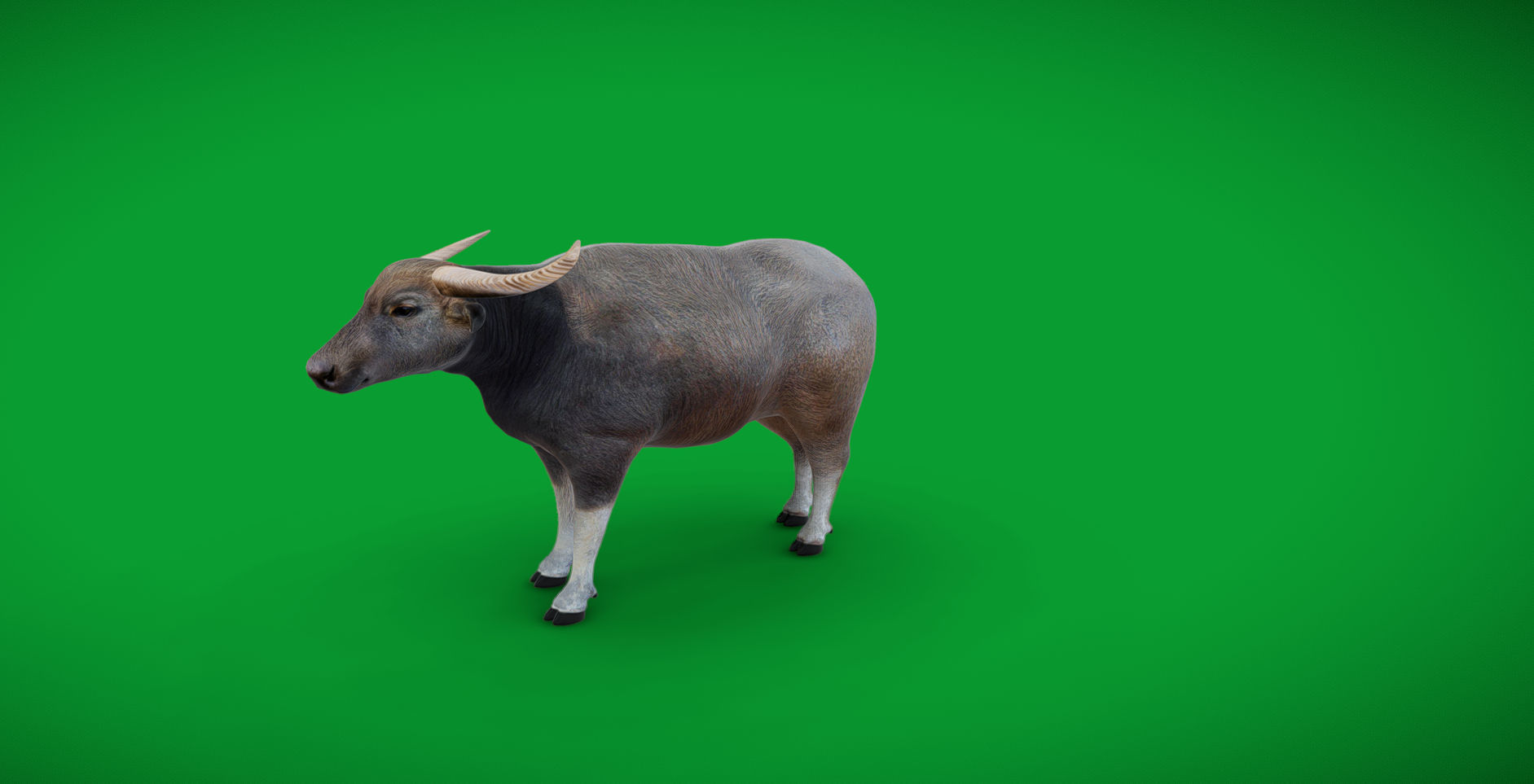 River Buffalo Low-poly 3D model_45