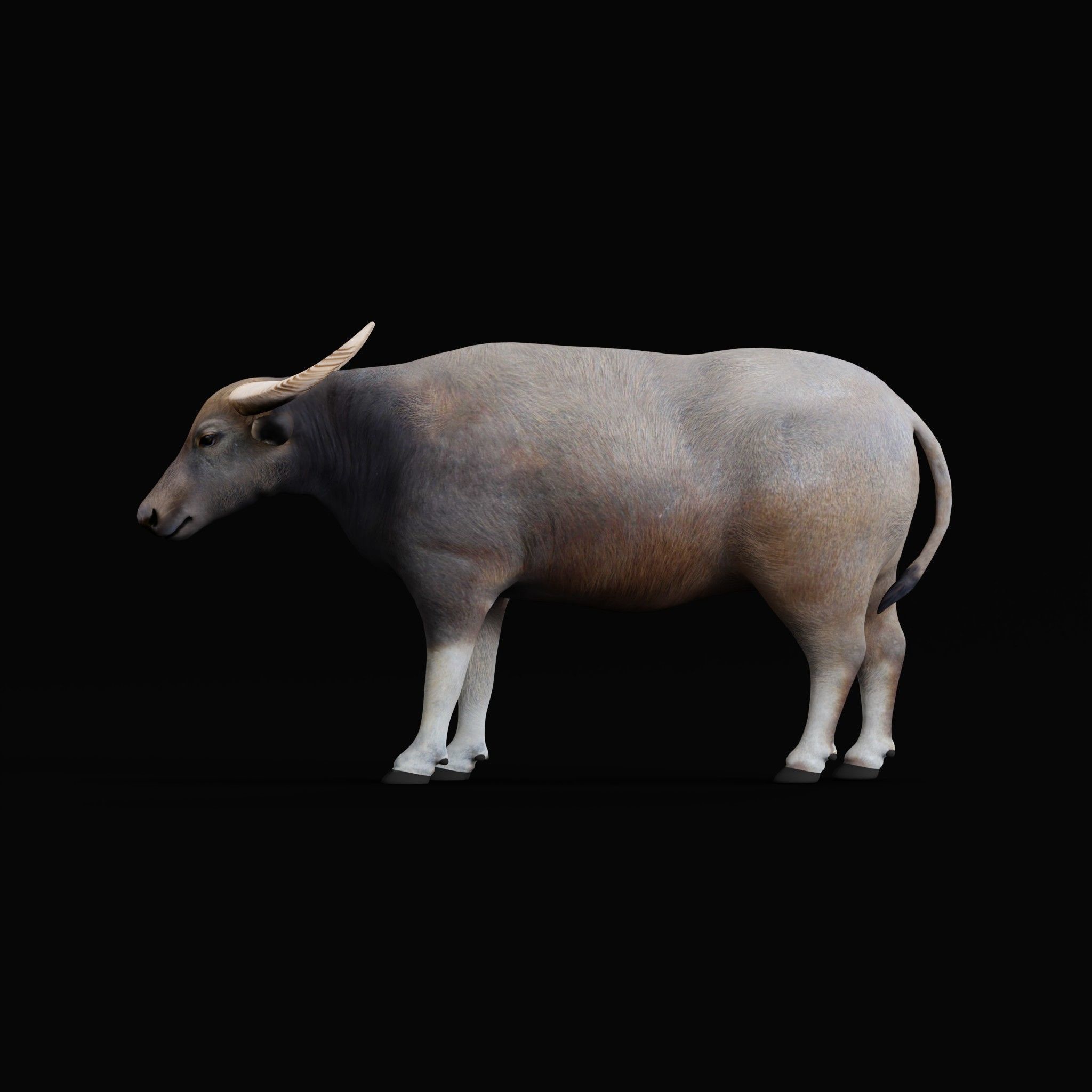 River Buffalo Low-poly 3D model_57