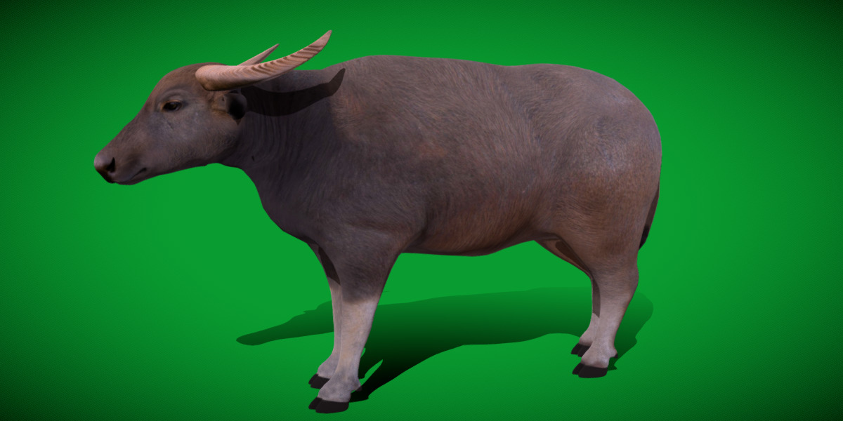 River Buffalo Low-poly 3D model_20