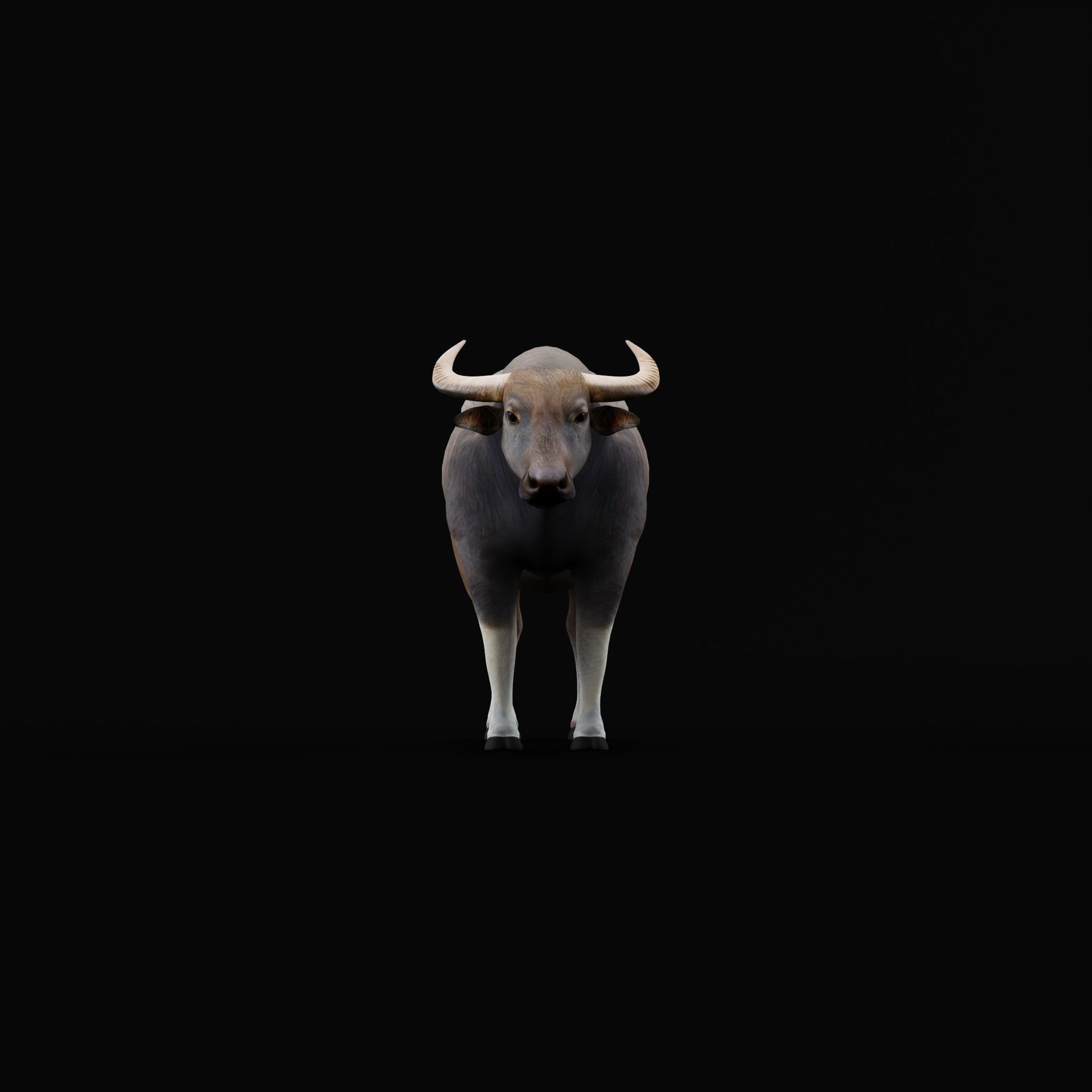 River Buffalo Low-poly 3D model_47