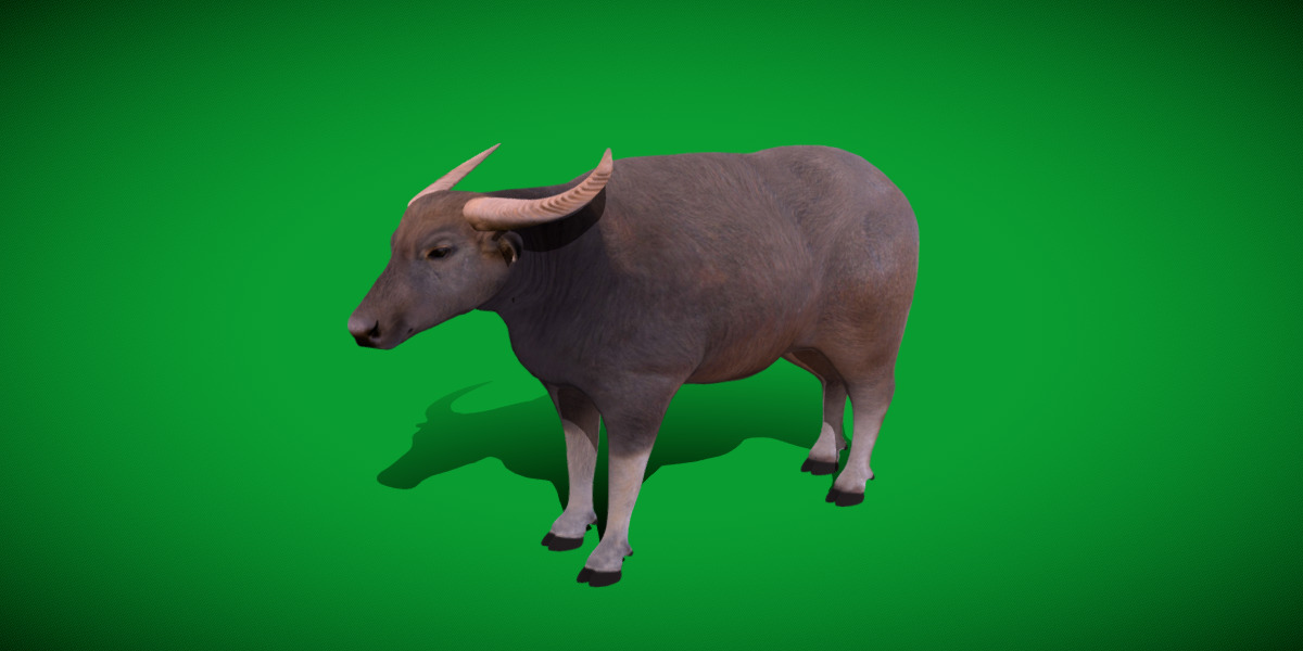 River Buffalo Low-poly 3D model_37