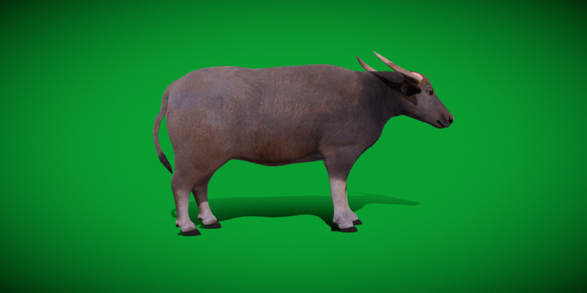 River Buffalo Low-poly 3D model_29