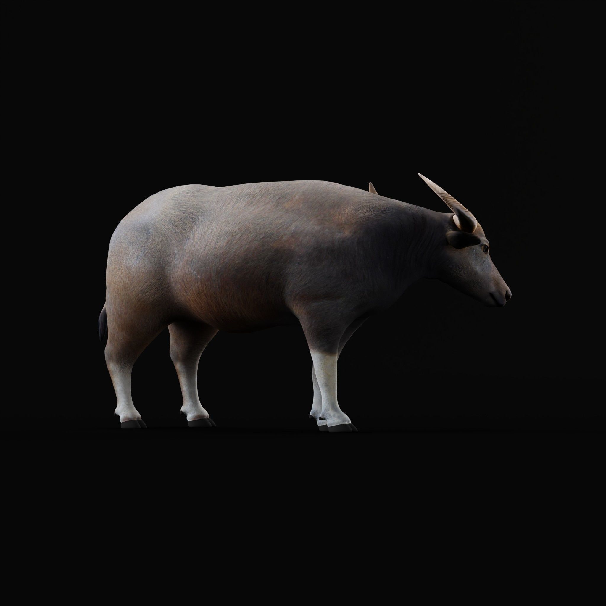 River Buffalo Low-poly 3D model_53