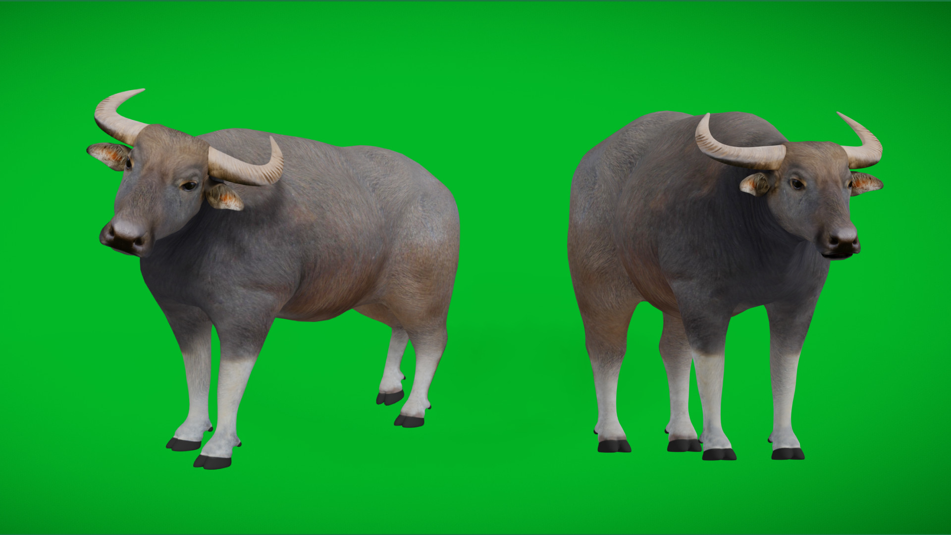 River Buffalo Low-poly 3D model_6