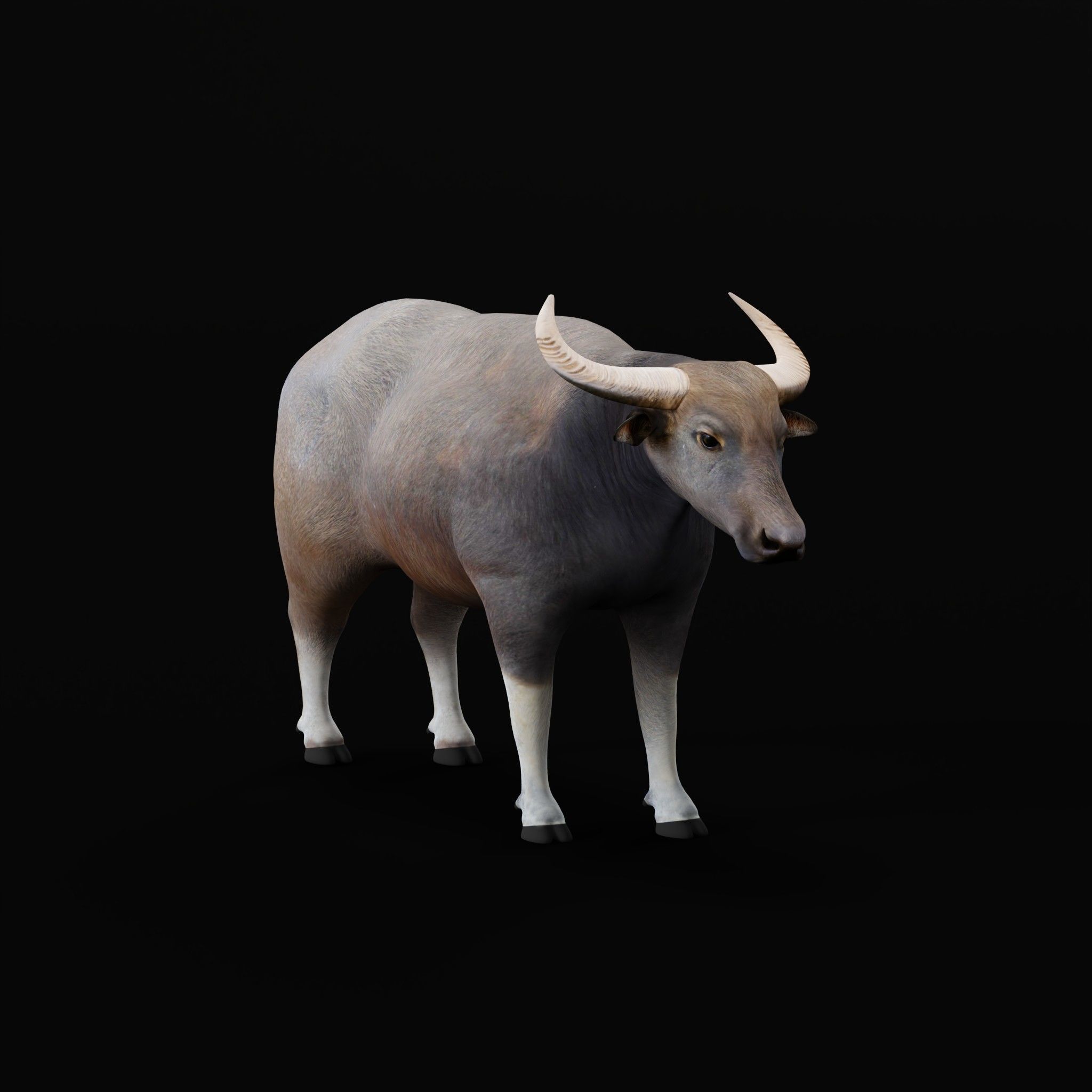 River Buffalo Low-poly 3D model_56