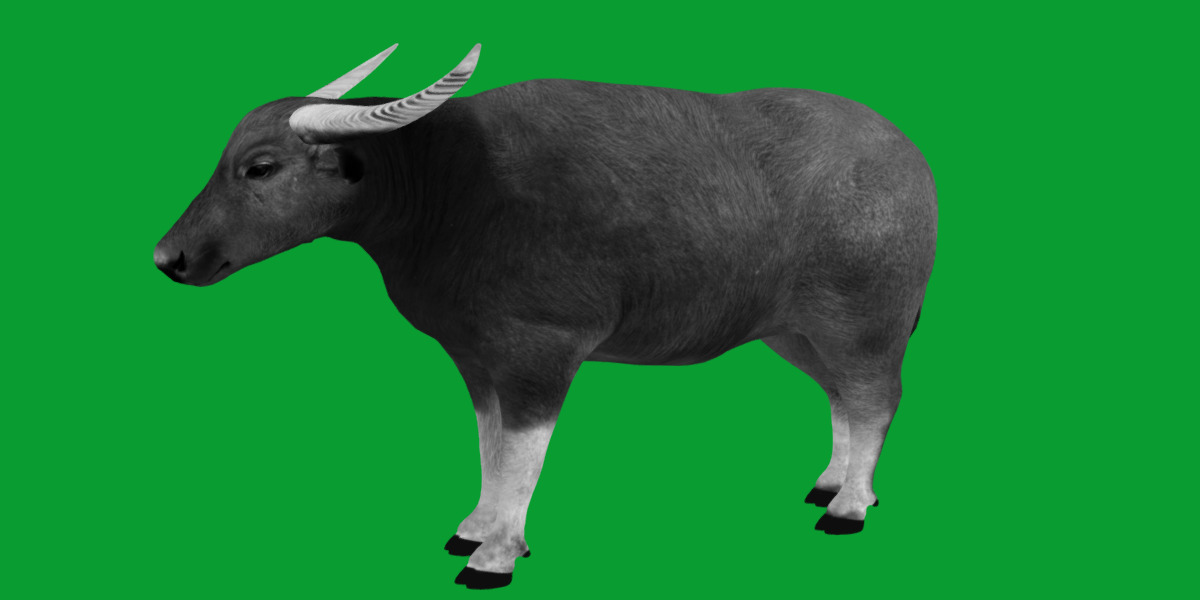 River Buffalo Low-poly 3D model_15