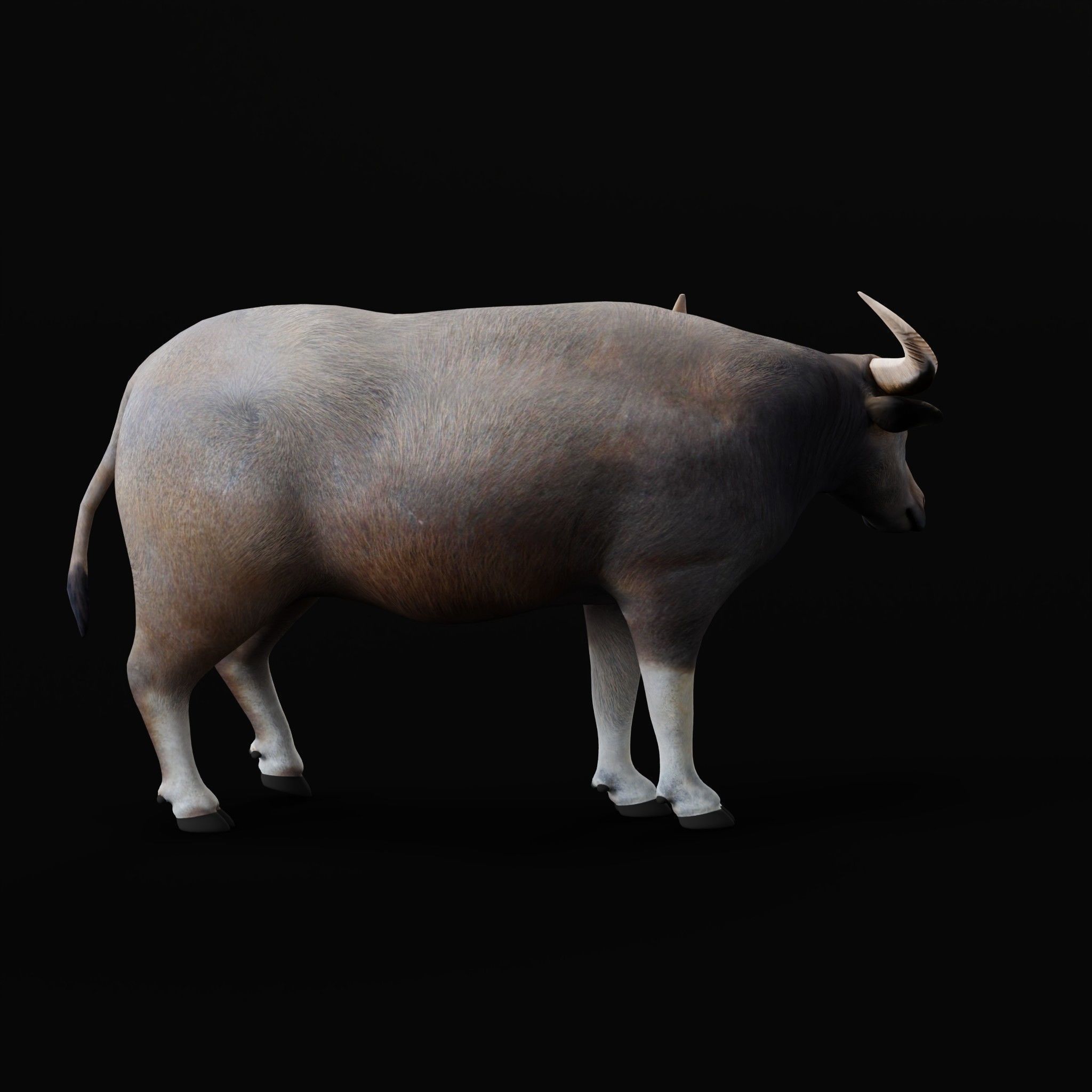 River Buffalo Low-poly 3D model_52