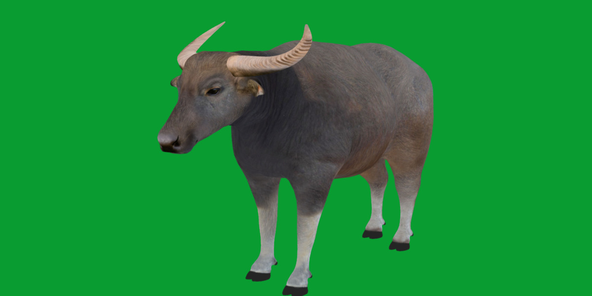 River Buffalo Low-poly 3D model_35