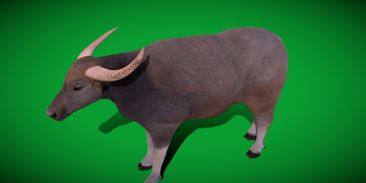 River Buffalo Low-poly 3D model_11