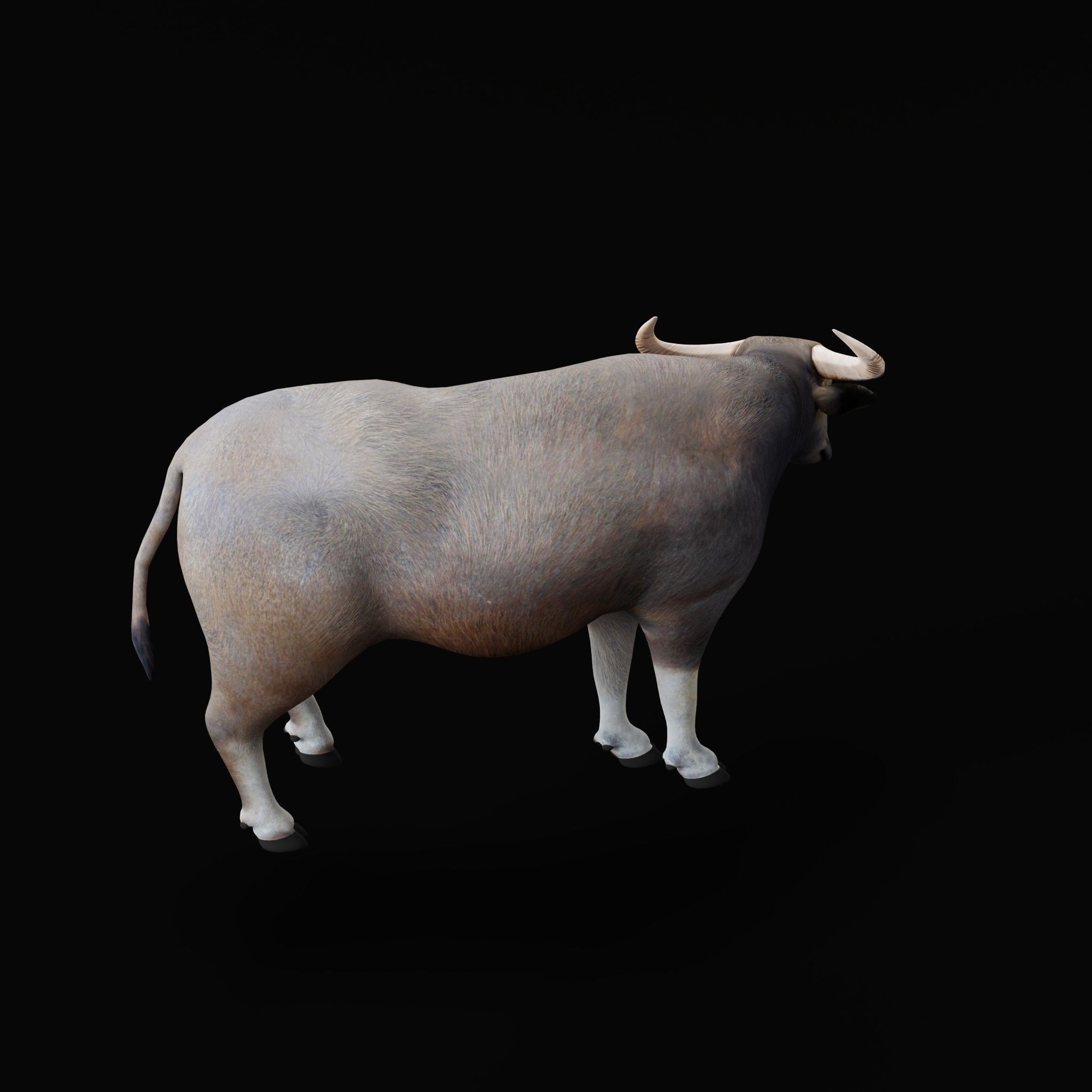 River Buffalo Low-poly 3D model_51