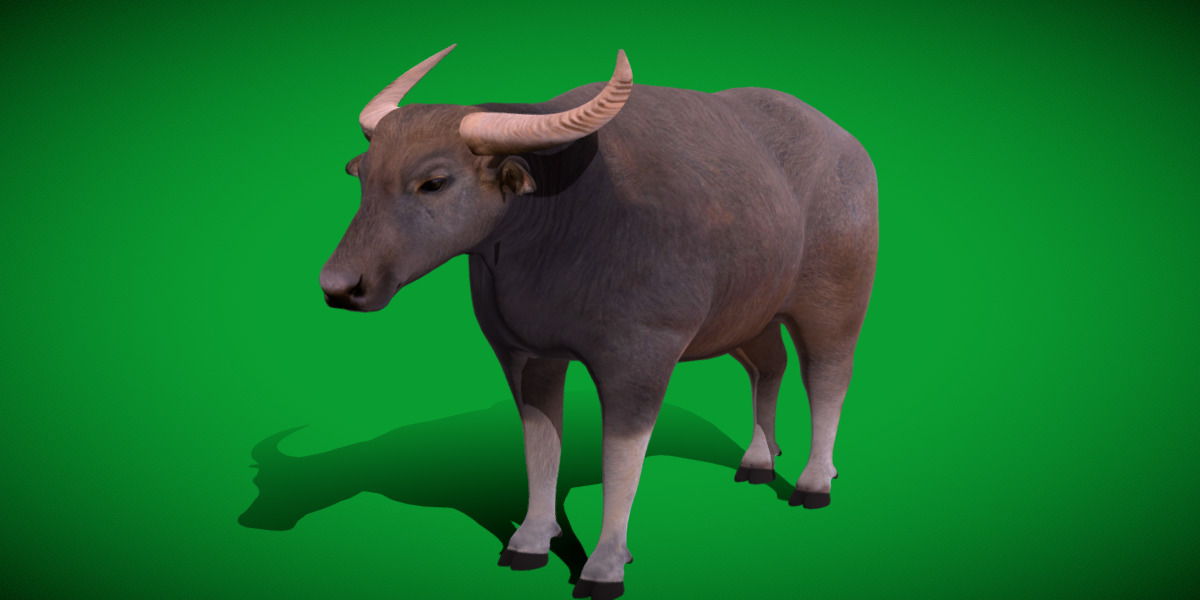 River Buffalo Low-poly 3D model_10