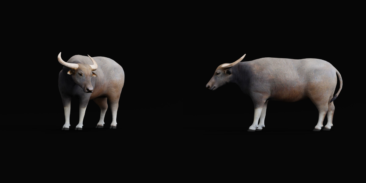 River Buffalo Low-poly 3D model_12