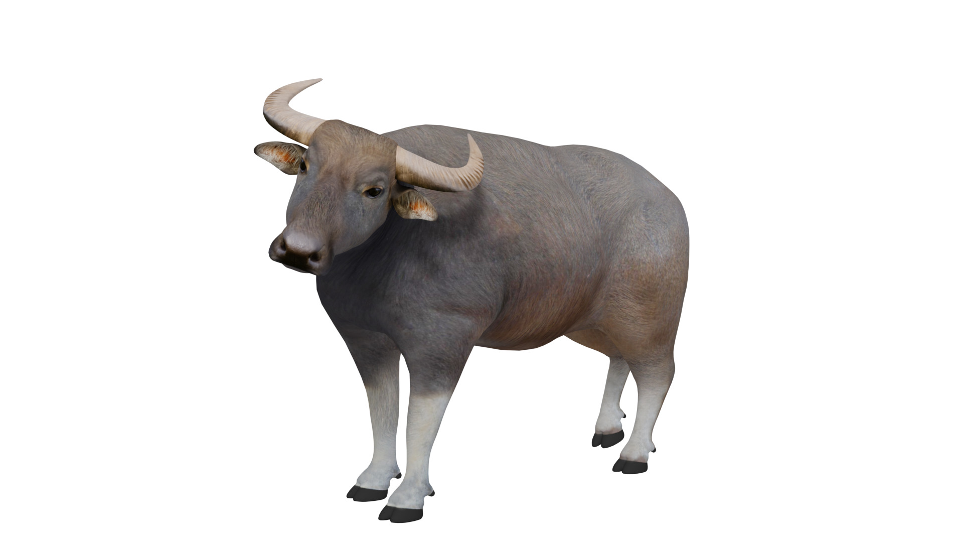 River Buffalo Low-poly 3D model_38