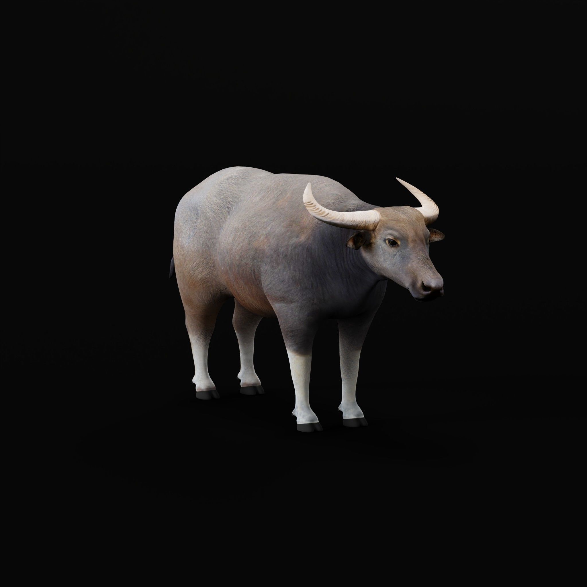 River Buffalo Low-poly 3D model_46