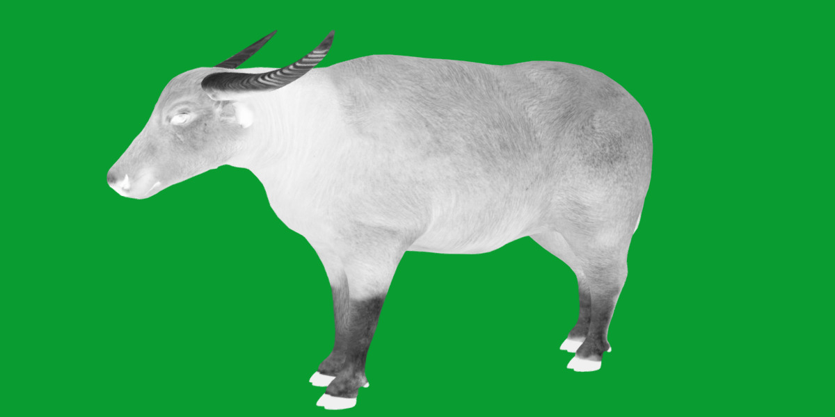 River Buffalo Low-poly 3D model_14