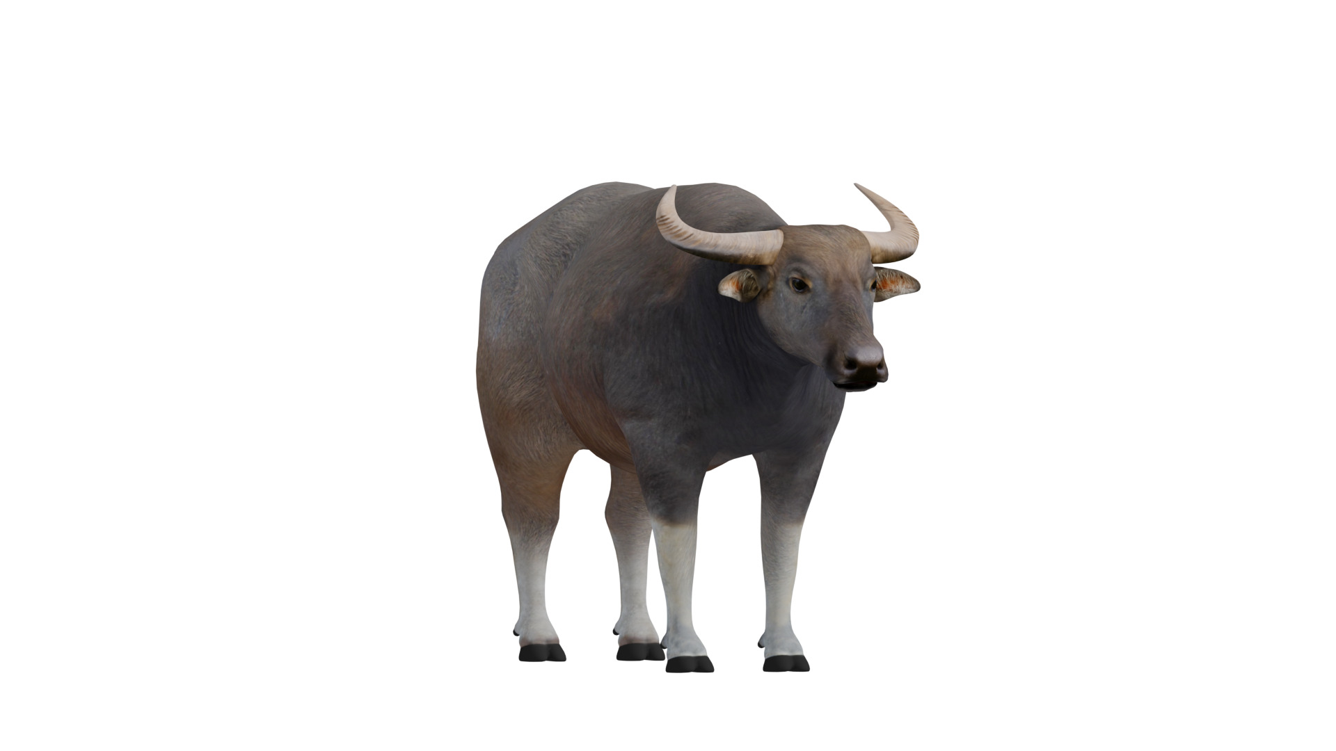 River Buffalo Low-poly 3D model_39