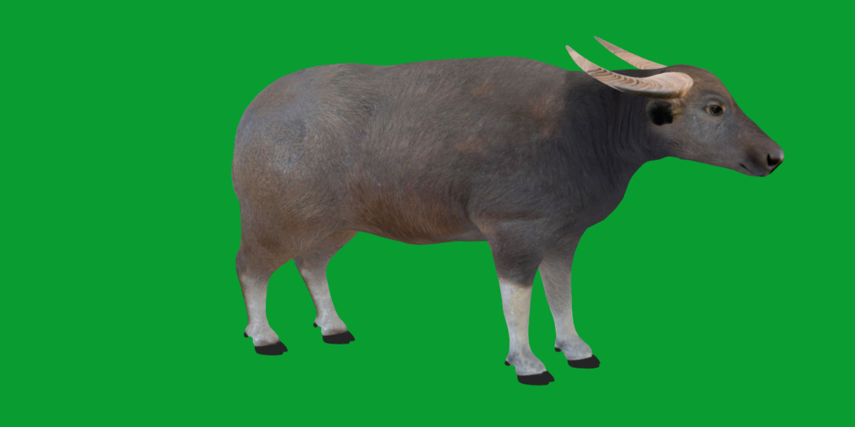 River Buffalo Low-poly 3D model_34