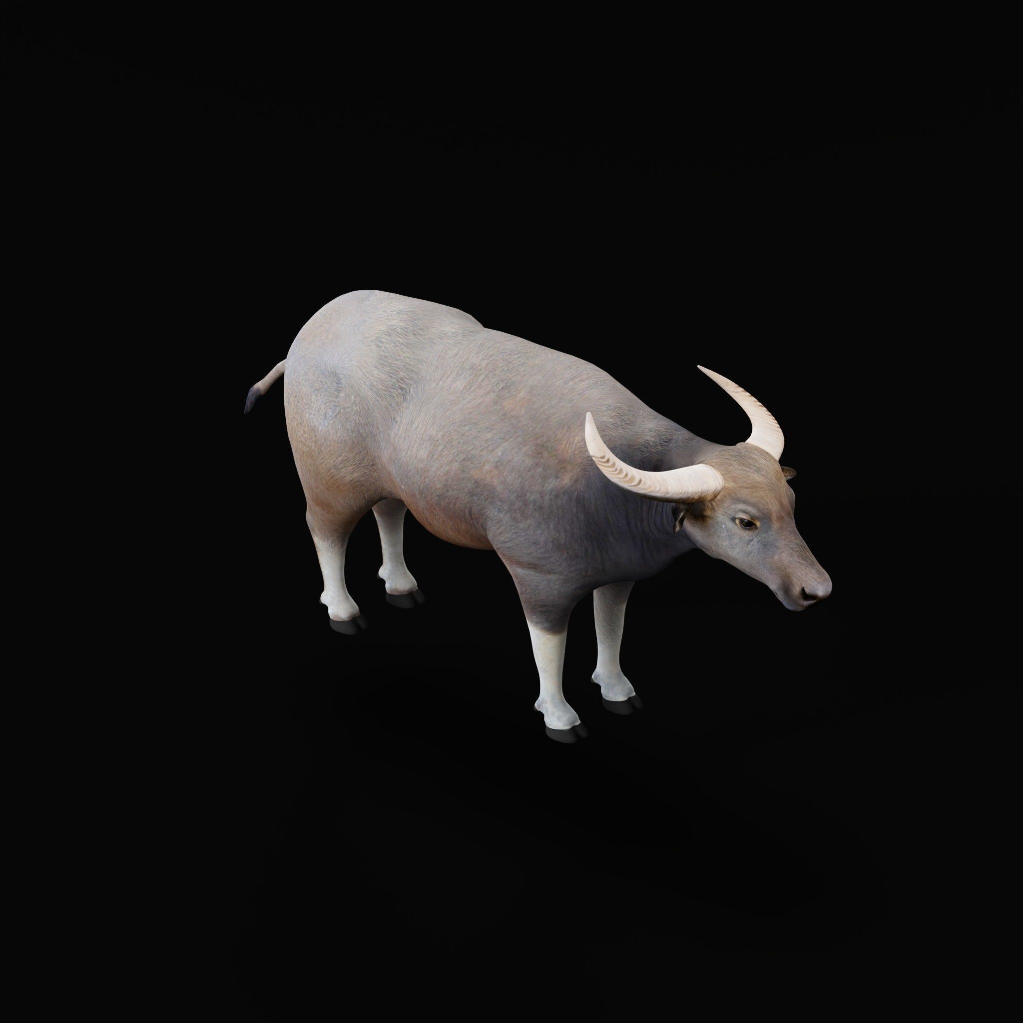 River Buffalo Low-poly 3D model_50