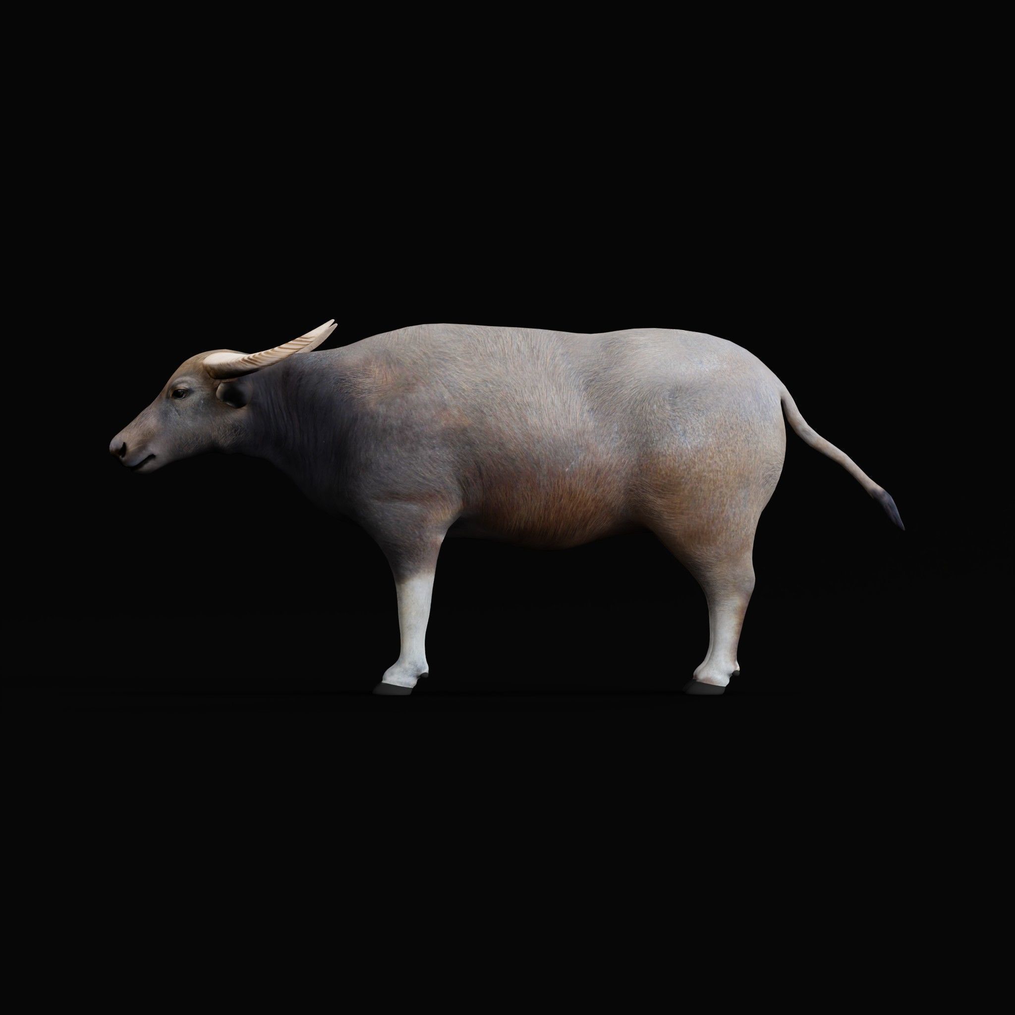 River Buffalo Low-poly 3D model_48