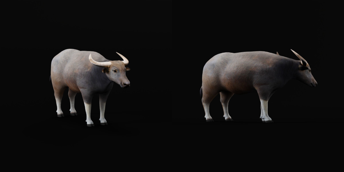 River Buffalo Low-poly 3D model_30