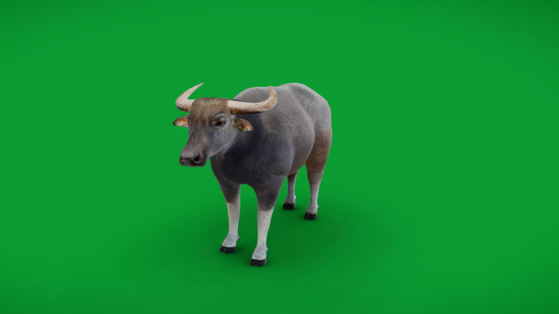 River Buffalo Low-poly 3D model_0