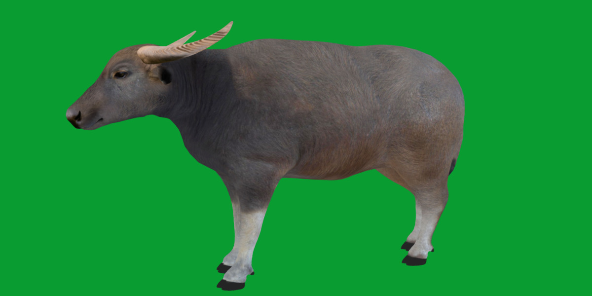 River Buffalo Low-poly 3D model_33