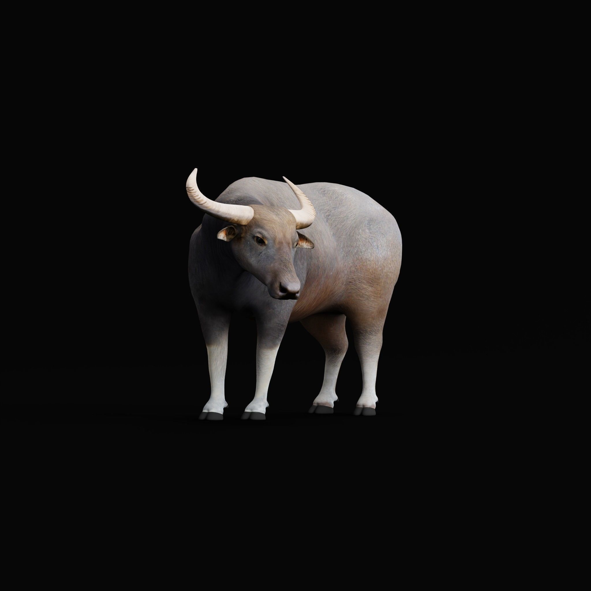 River Buffalo Low-poly 3D model_54