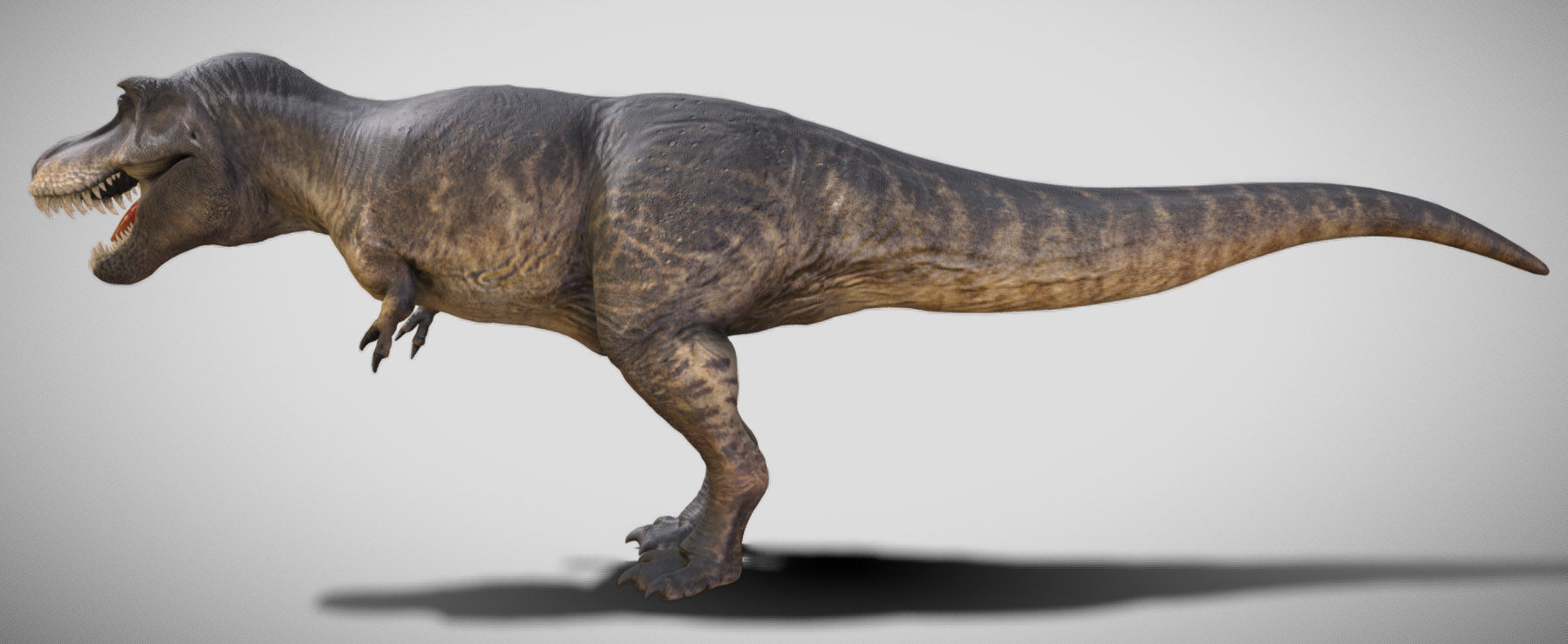 Tyrannosaurus rex Black Beauty Low-poly 3D model_5