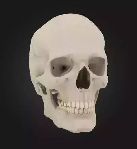 skull skeleton head halloween character